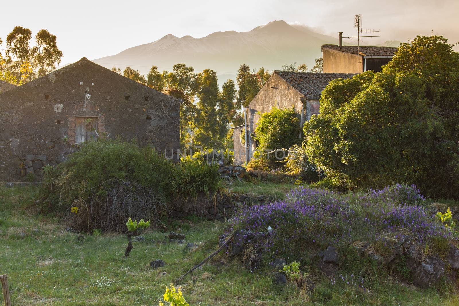 The Etna volcano photographed from Taormina under a blue sky and a cloud against the mountain with Italian woods and trees in the foreground.