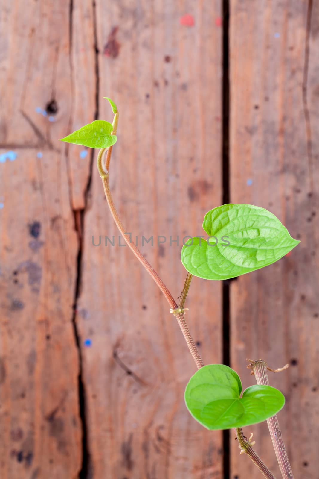Close up branch of betel with grunge wooden background .