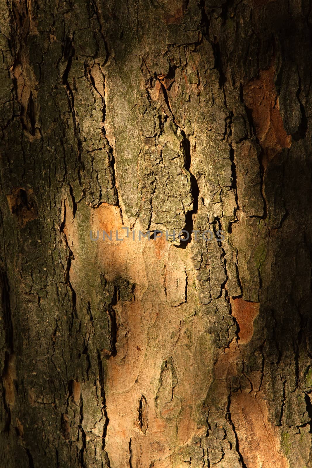 Poland.Park in warsaw in autumn.October.Close-up bark of the trunk Oak.Clearly visible bark and its texture.Vertical view.