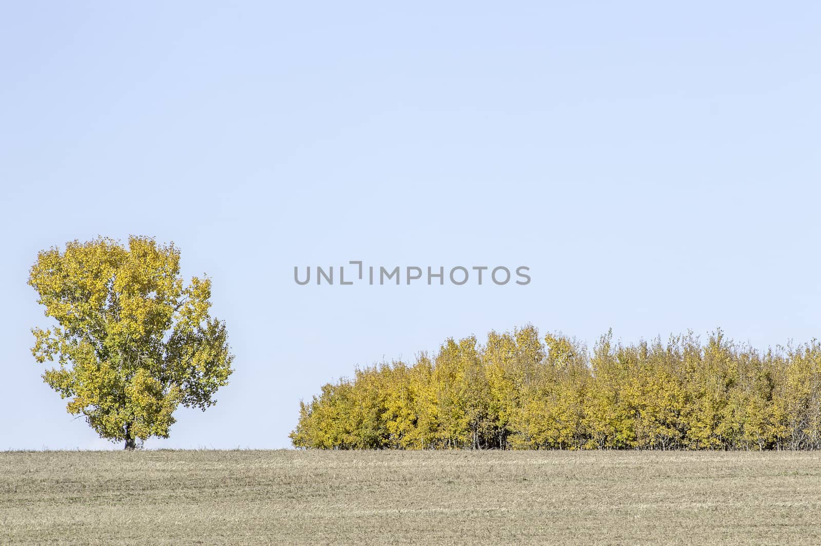 The crops have been brought in and now the fields are barren, except for these trees crowned in orange and yellow.