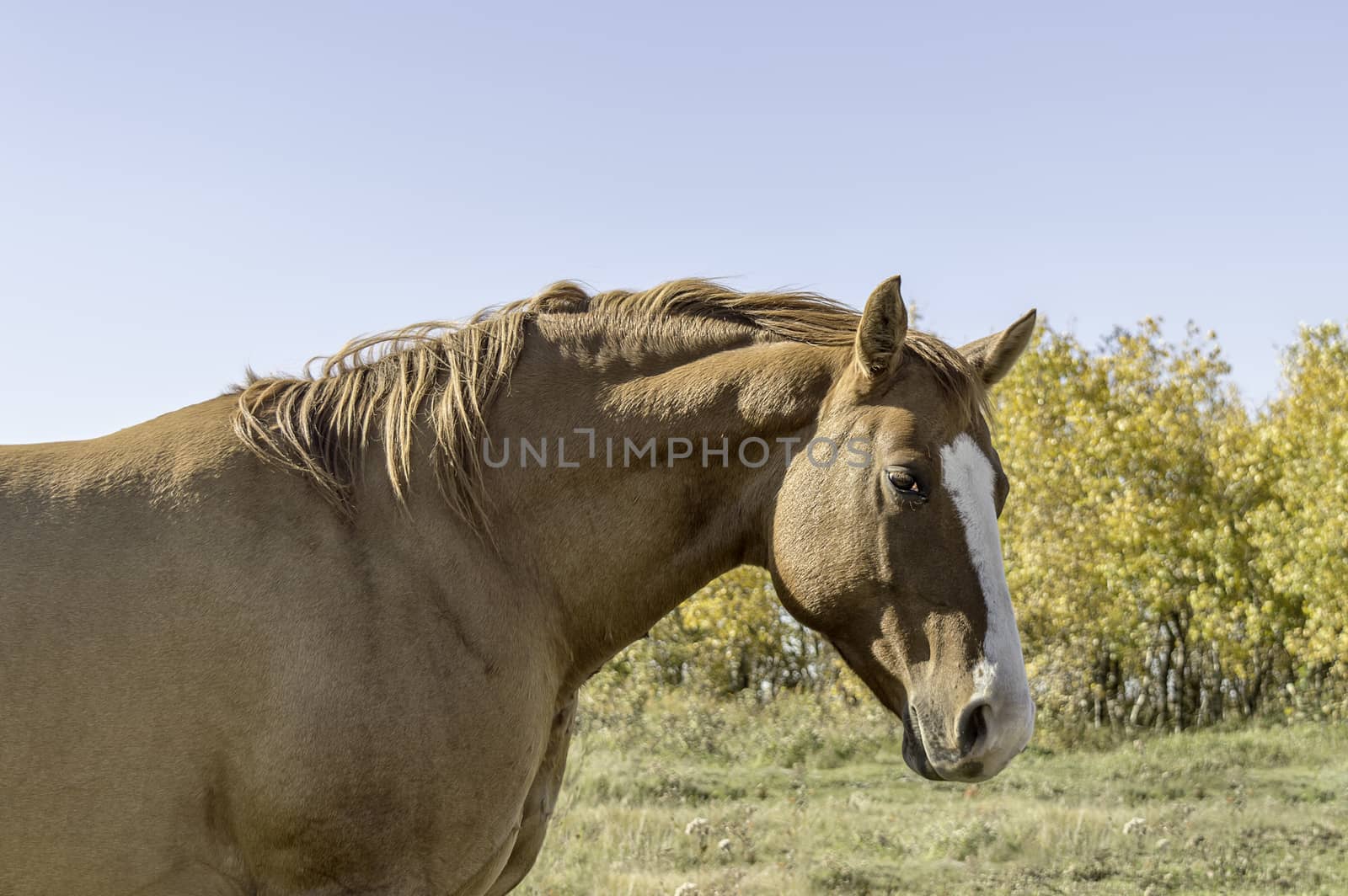 Brown Mare Autumn Background by milesh