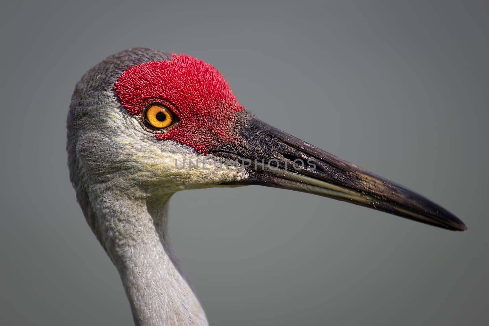 Bird, Sanhill Crane, Close-up, Day, Florida, USA