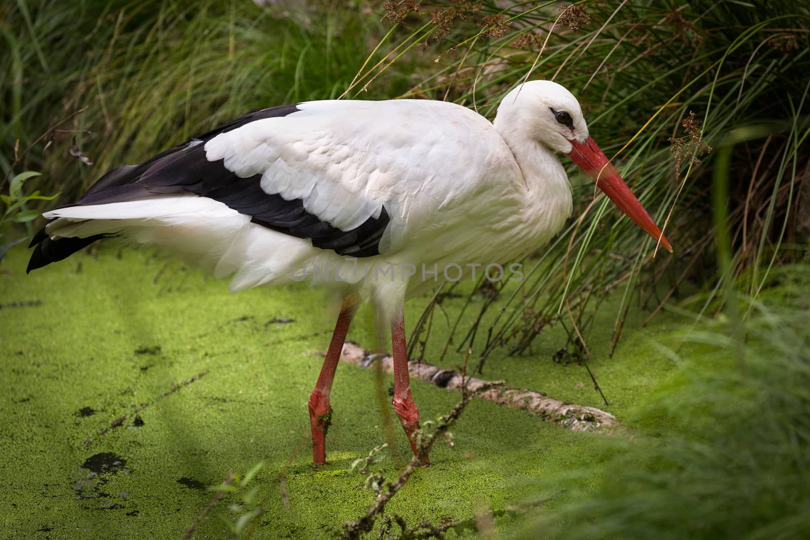 White Stork (lat. Ciconia ciconia) in swamp, Germany by fisfra