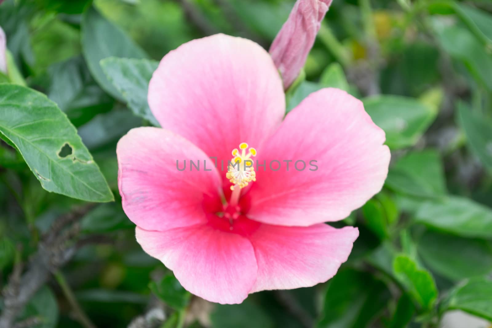 China rose or Hibiscus flower