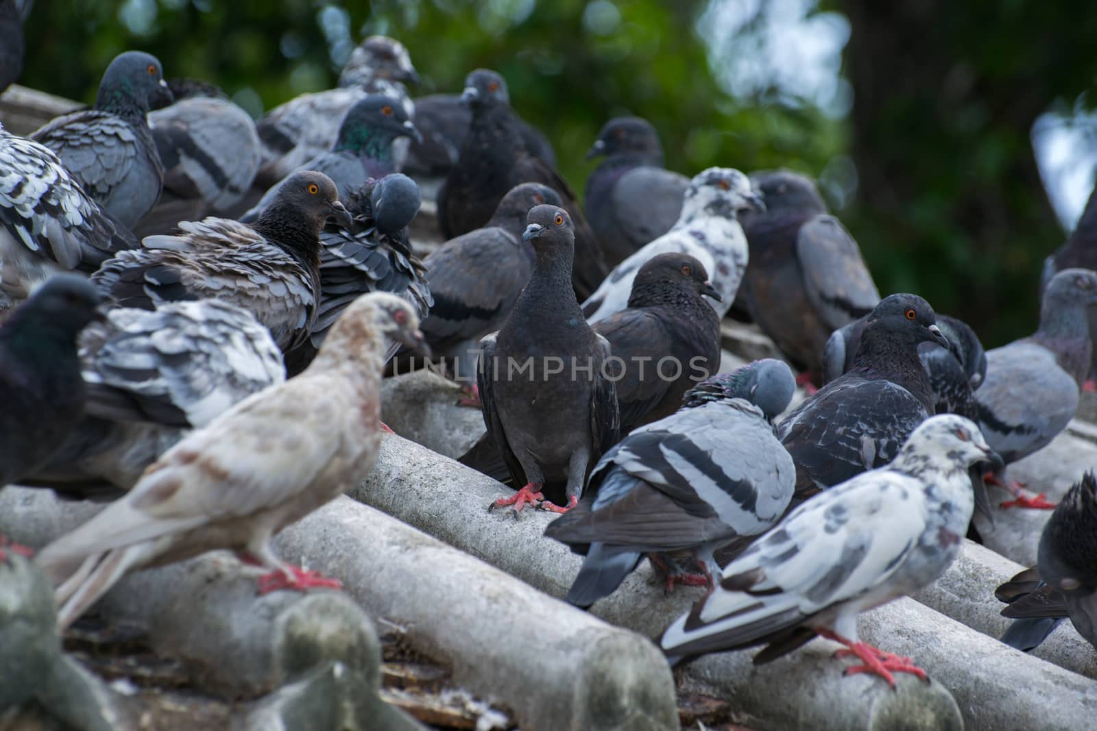 Many birds by Soranop01
