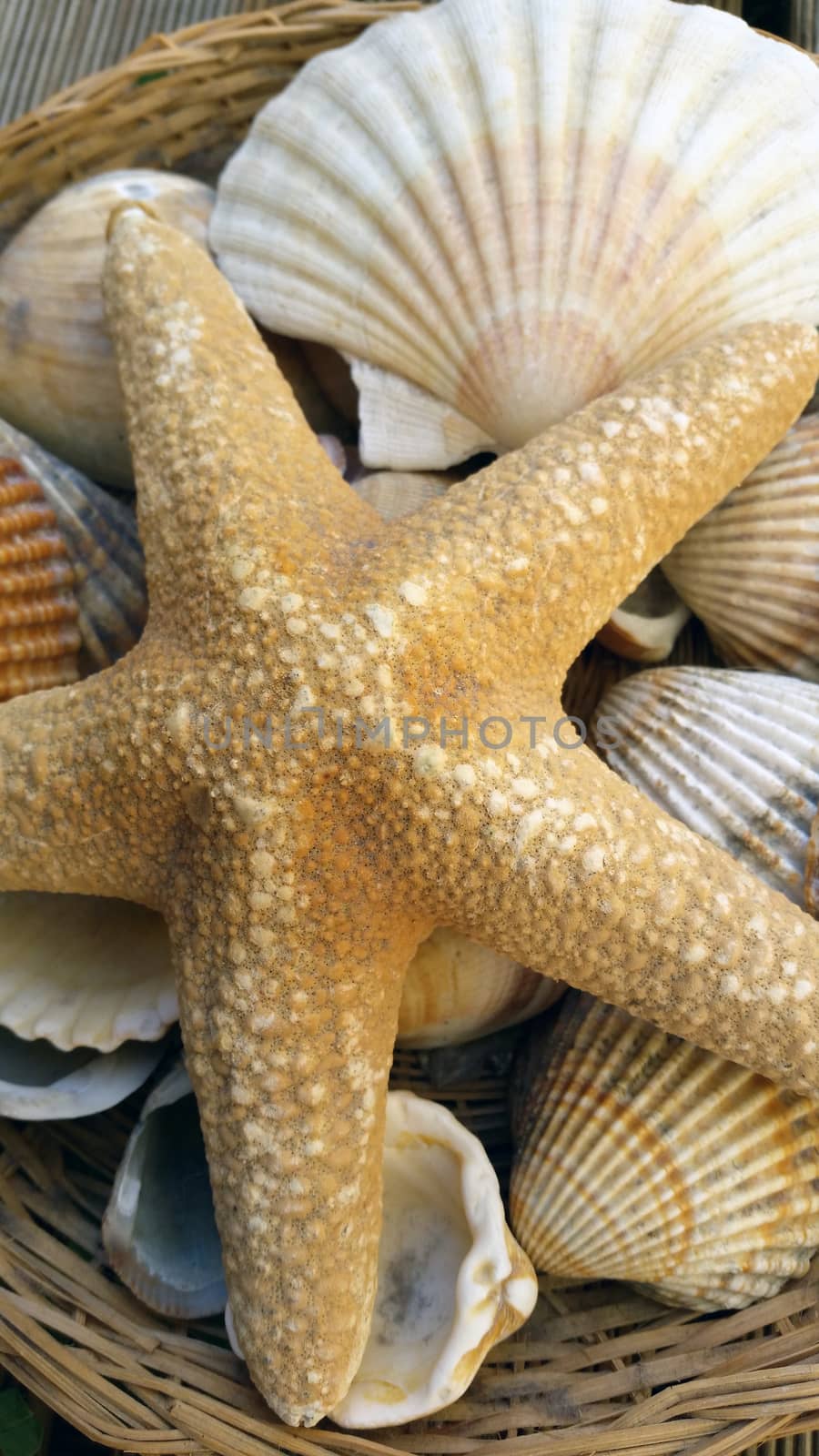 Starfish and Shells in a Straw Basket