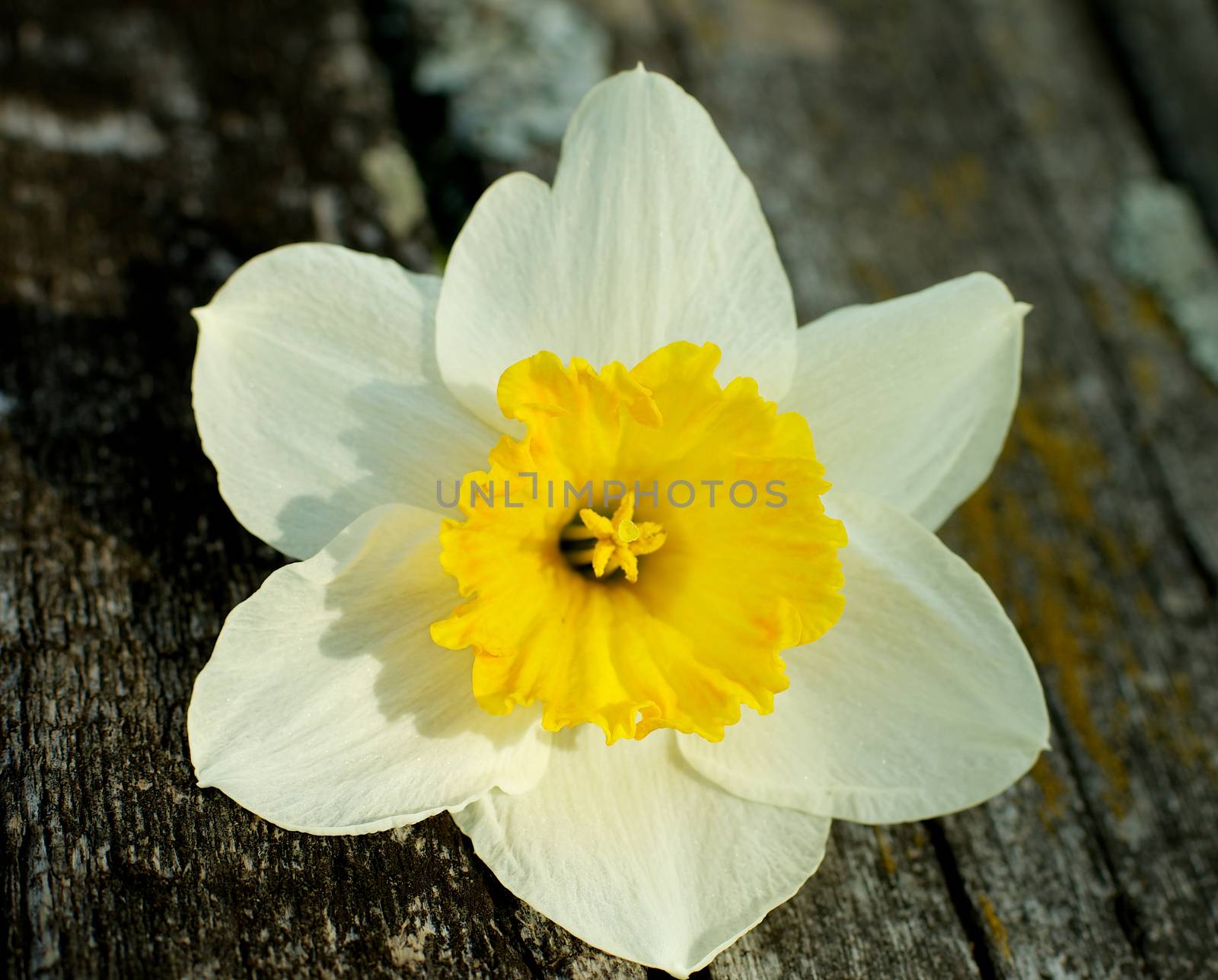 Fragile Spring Yellow Daffodil closeup on Old Weathered Wooden background