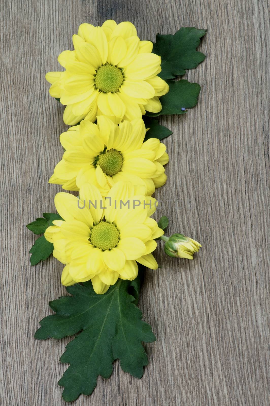 Three Yellow Chrysanthemum with Leafs In a Row closeup on Textured Wooden background