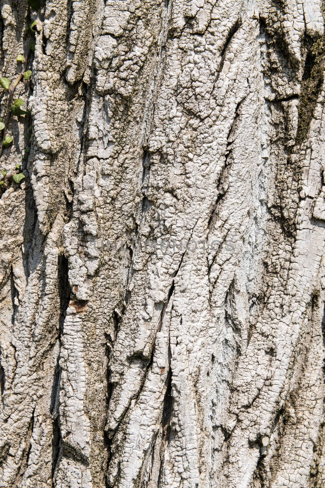 texture formed by the close up shot of the bark of an old tree