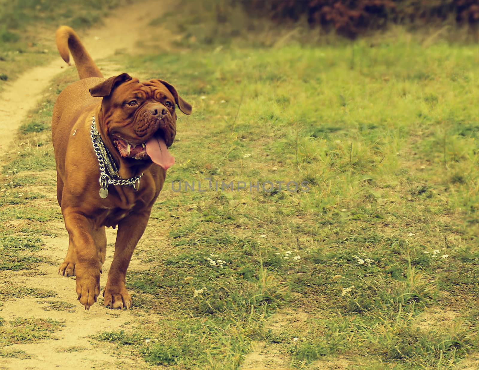 Dogue de Bordeaux out walking in the woods and meadow