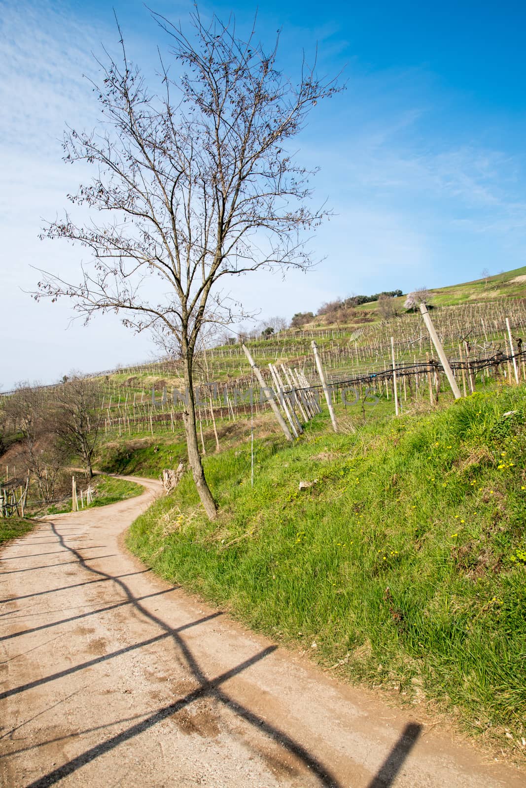 vineyards on the hills in spring, Soave, Italy