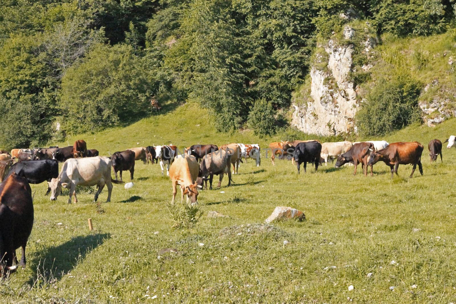 A Cow Standing On The Summer Meadow