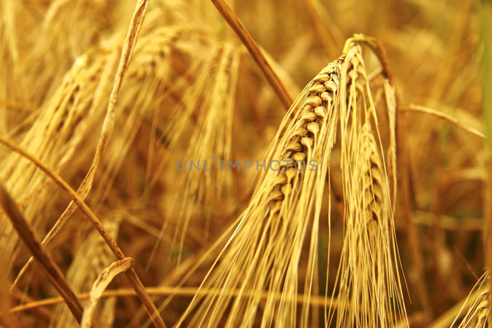 Golden Ears On The Summer Field Before Harvest