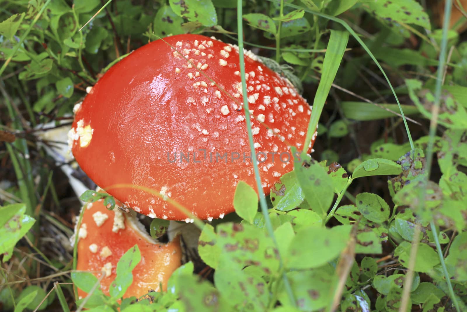 Red toadstool mushroom growing in autumnal forest