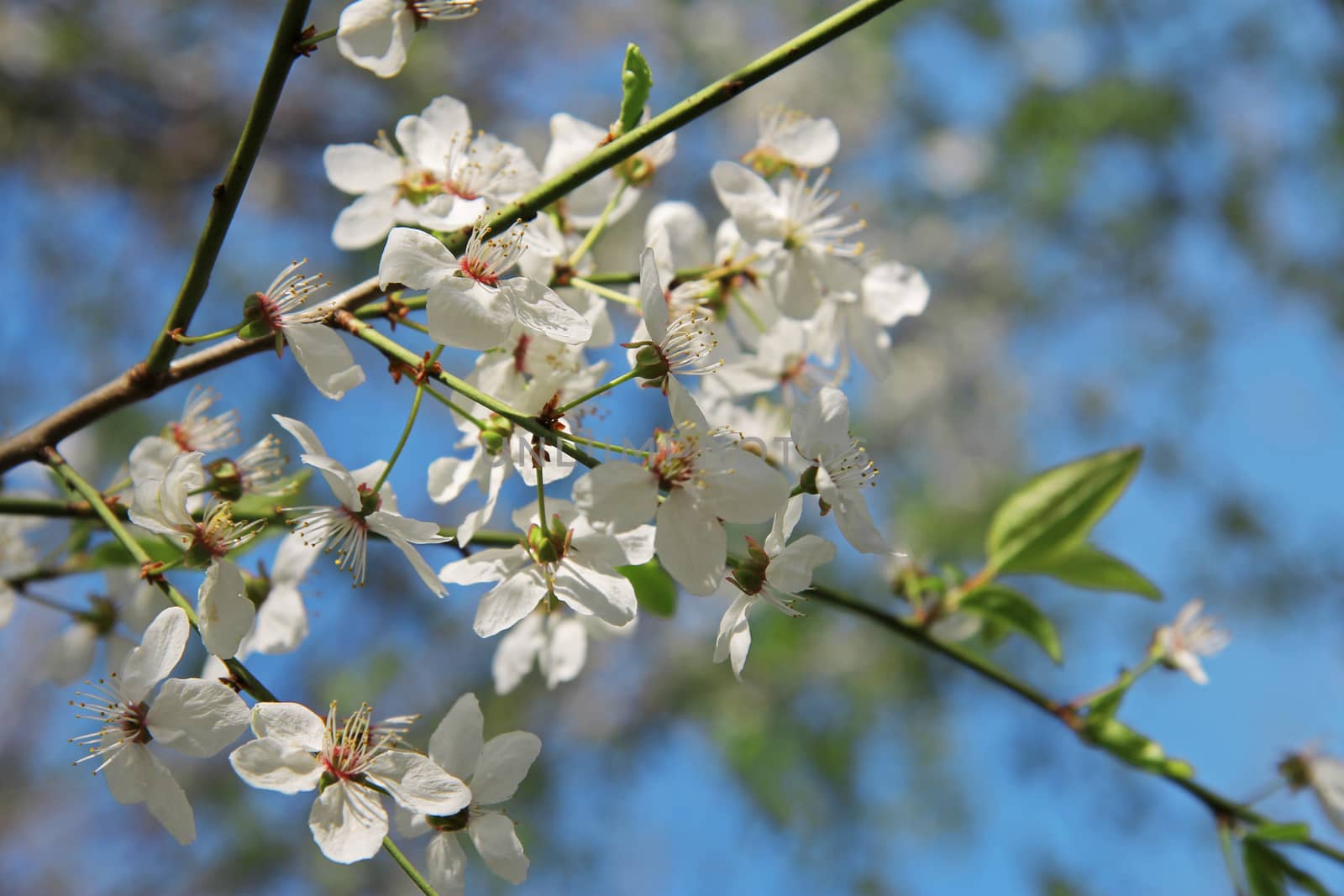 White flowers blossoming on the branch of wild tree by scullery