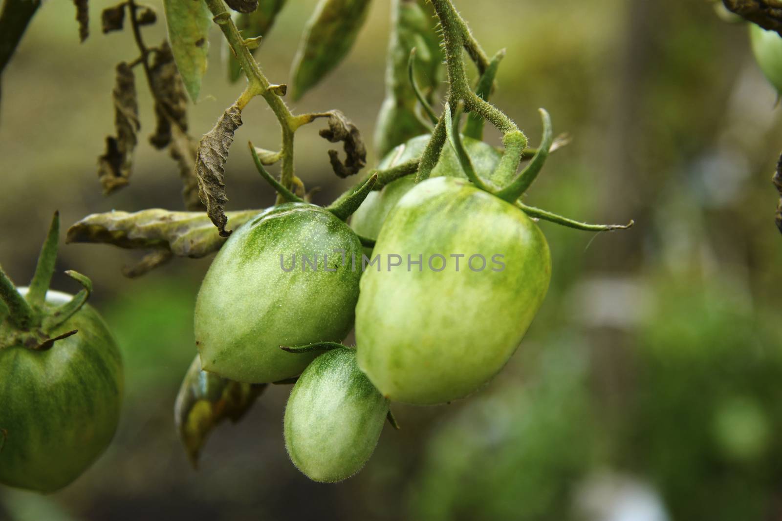 Bush Of Green Tomato In The Garden in man hands by scullery