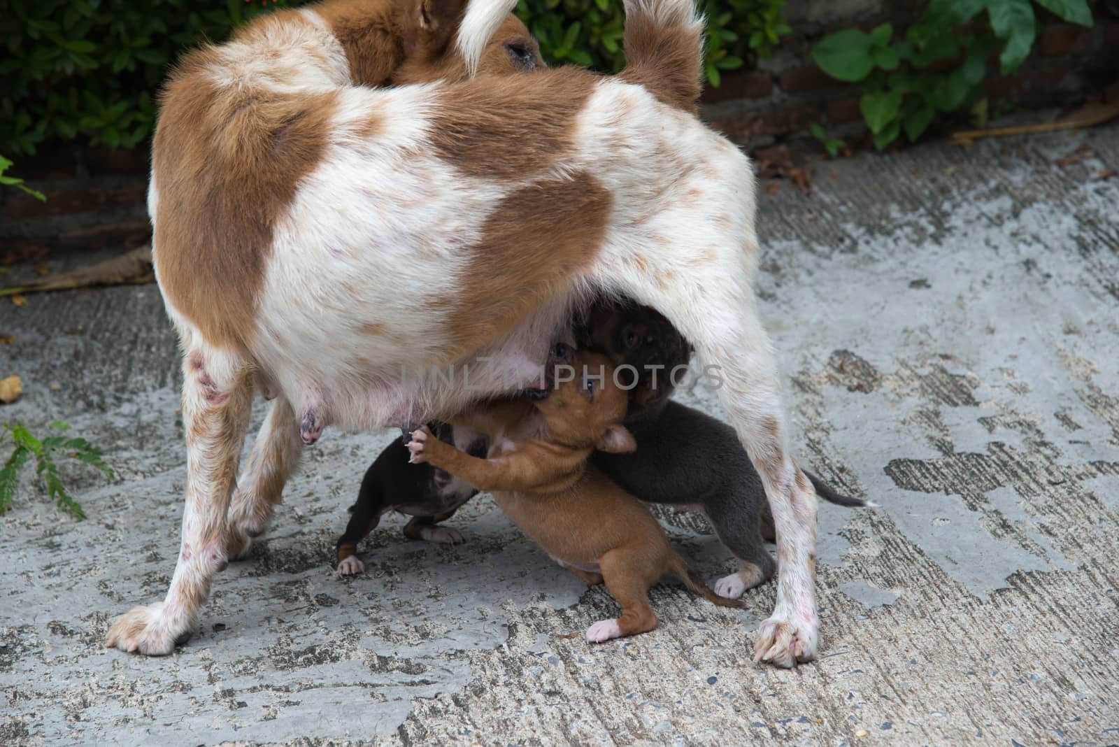 Newborn puppies dog sucking maternal milk by Soranop01