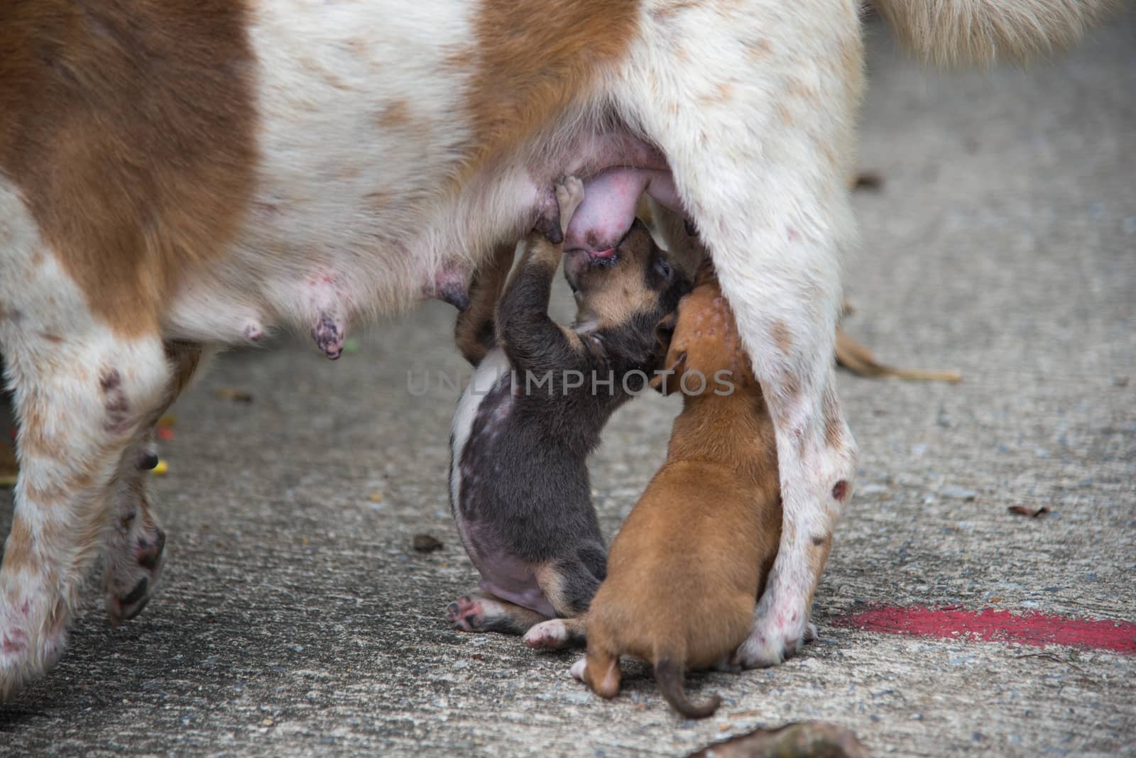 puppies dog sucking maternal milk
