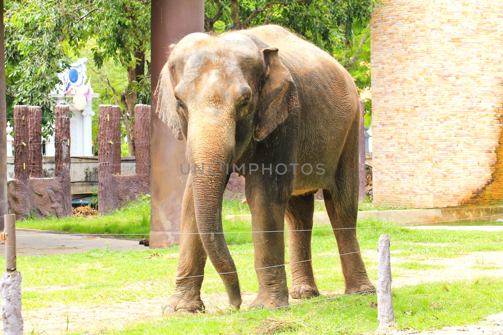 Elephant in a zoo by doraclub