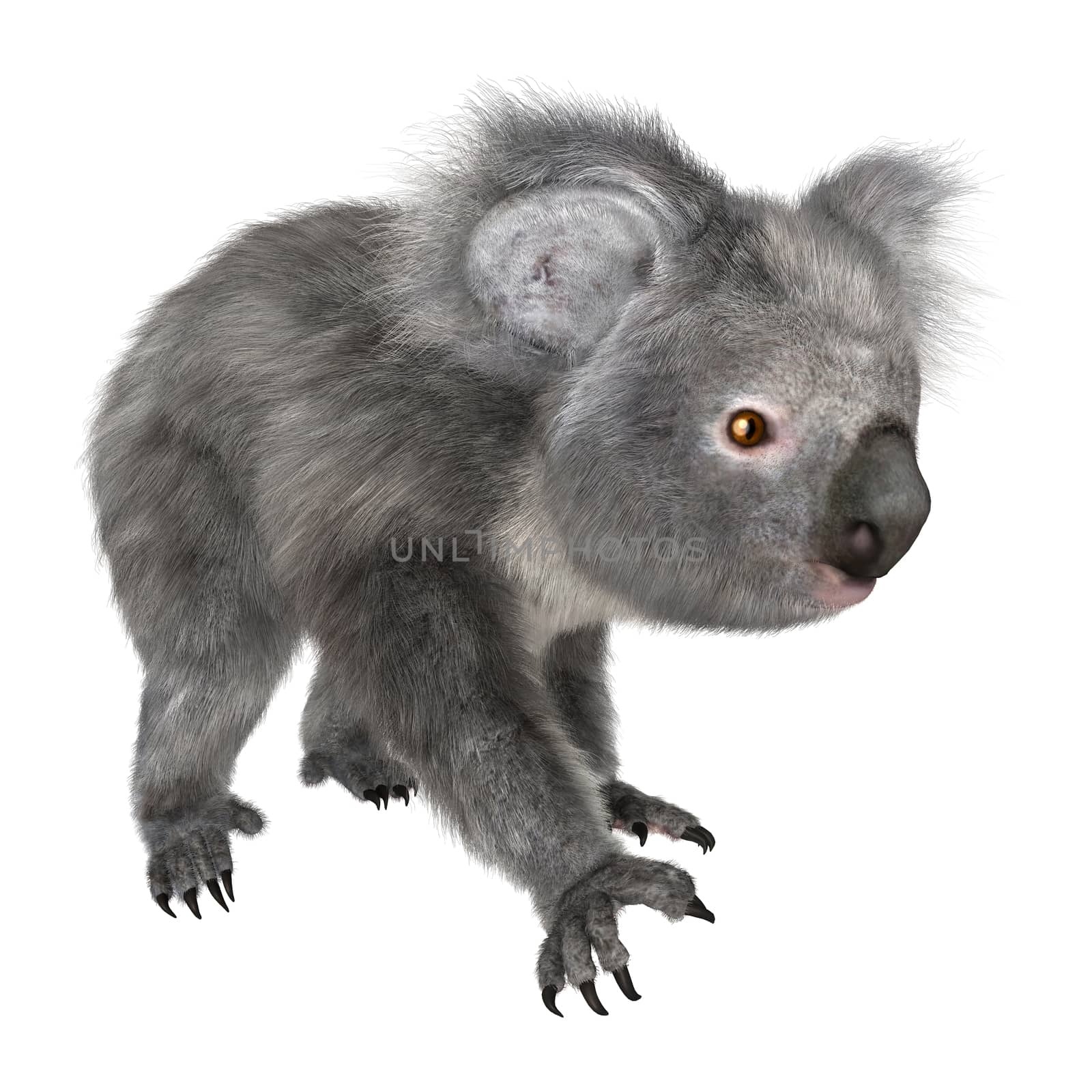 3D digital render of a cute koala walking isolated on white background