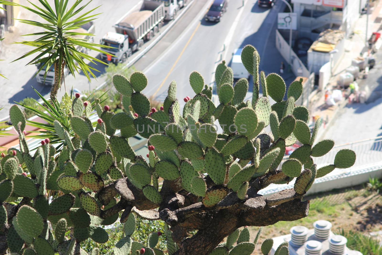 Prickly Pear in Monaco. View of a construction site in the Background