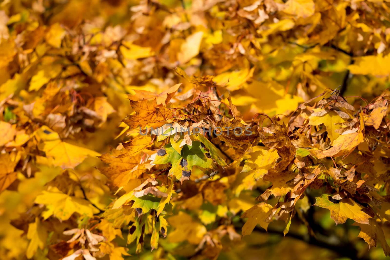 Autumn background with yellow and orange maple leaves