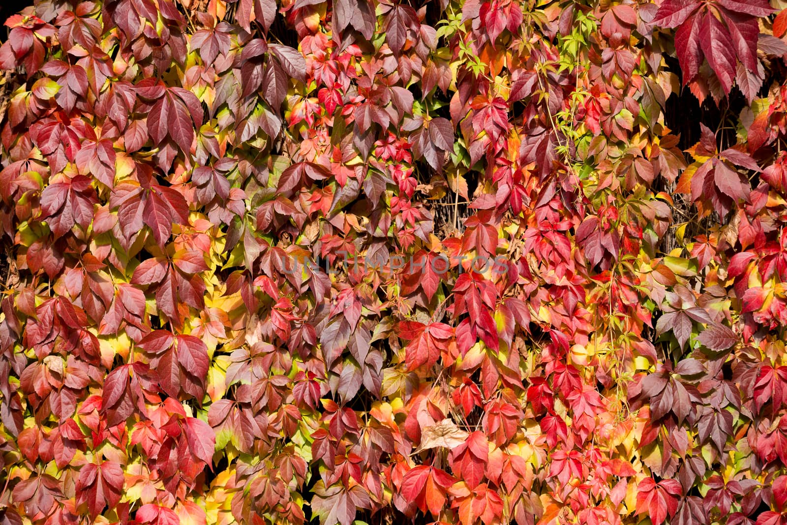 Autumn background with yellow and red leaves for backdrop