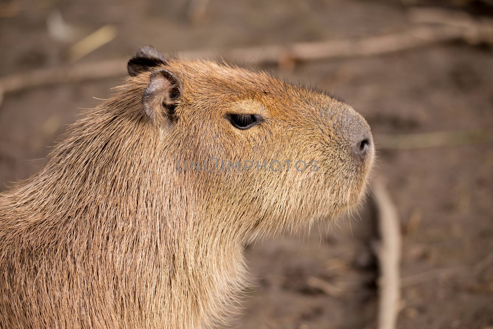 Close up photo of Capybara, Hydrochoerus hydrochaeris, the largest rodent