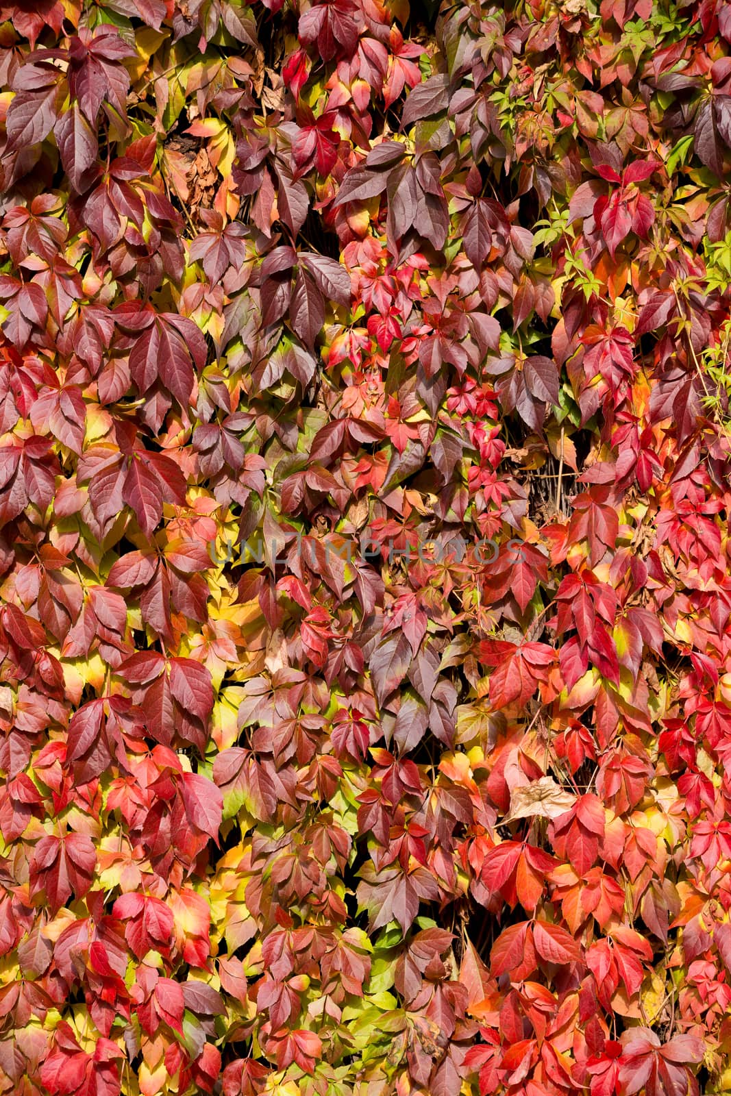 Autumn background with yellow and red leaves for backdrop