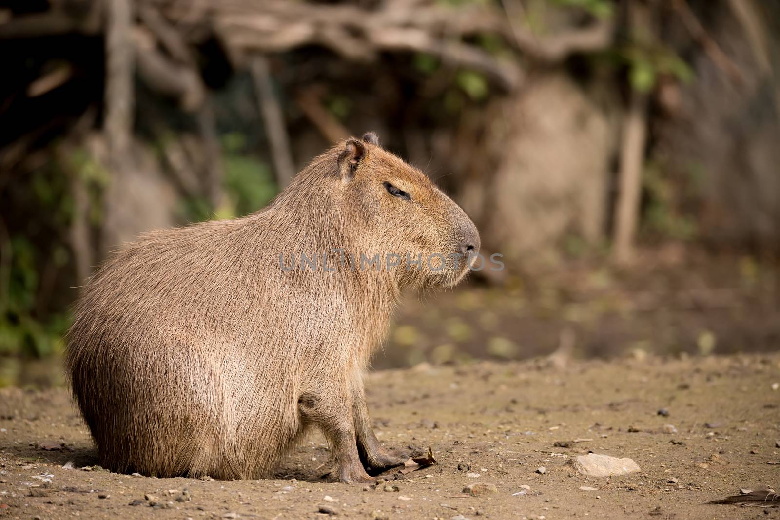 Close up photo of Capybara, Hydrochoerus hydrochaeris, the largest rodent