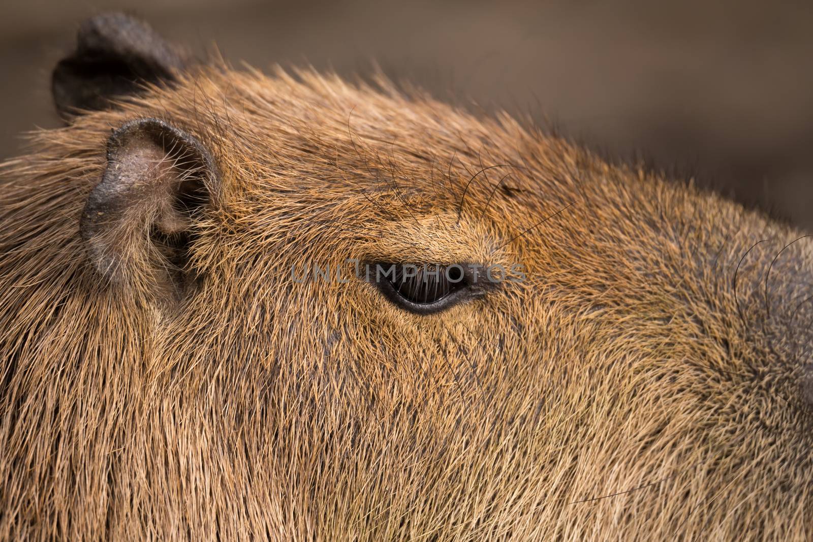 Close up photo of Capybara, Hydrochoerus hydrochaeris, the largest rodent