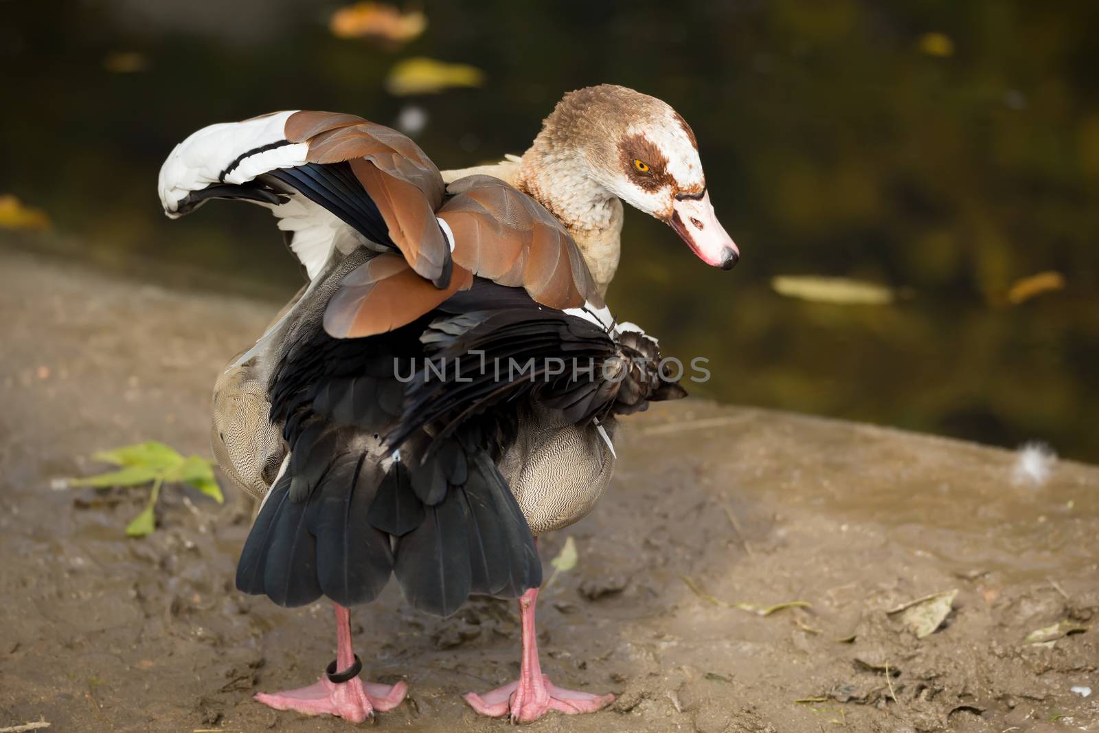 Egyptian Goose, Alopochen aegyptiacus, near water, cleaning her body