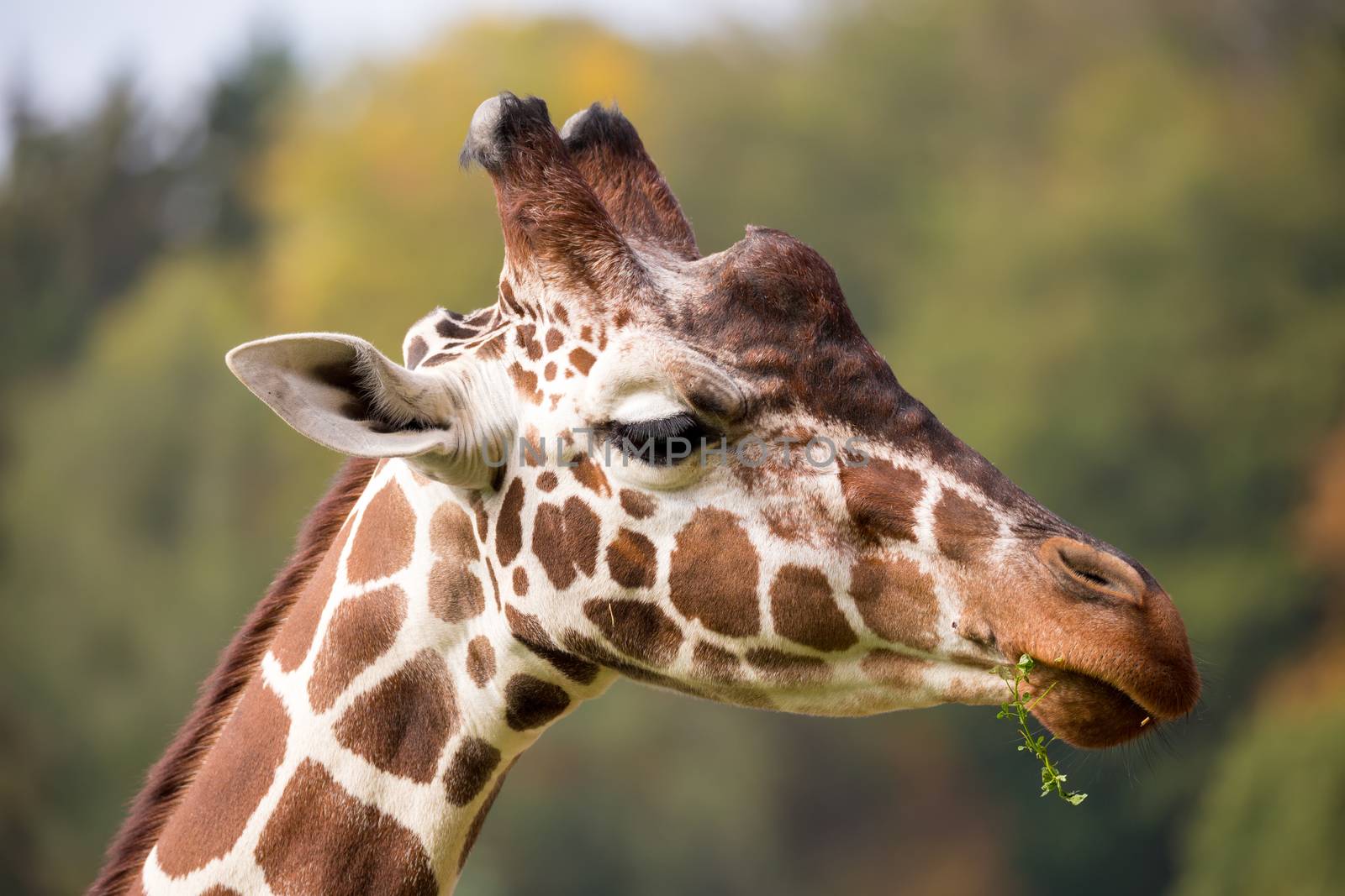 Close up photo of young cute giraffe grazing, Giraffa camelopardalis reticulata