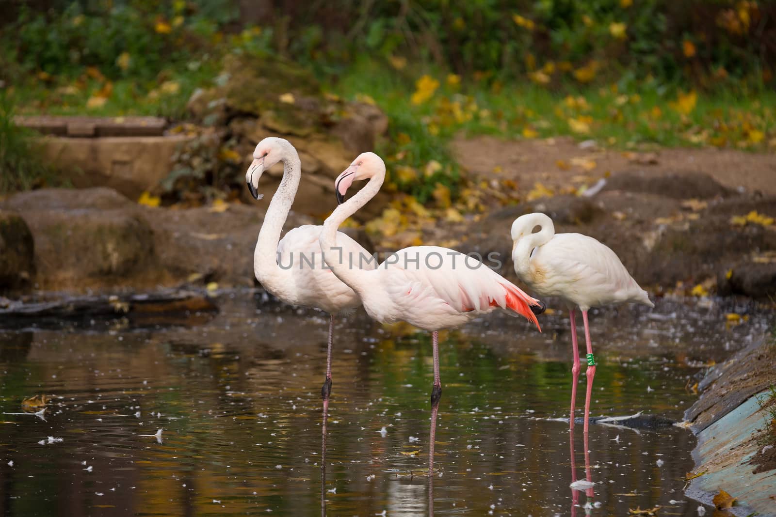 Beautiful pink American Flamingos in water Phoenicopterus Roseus