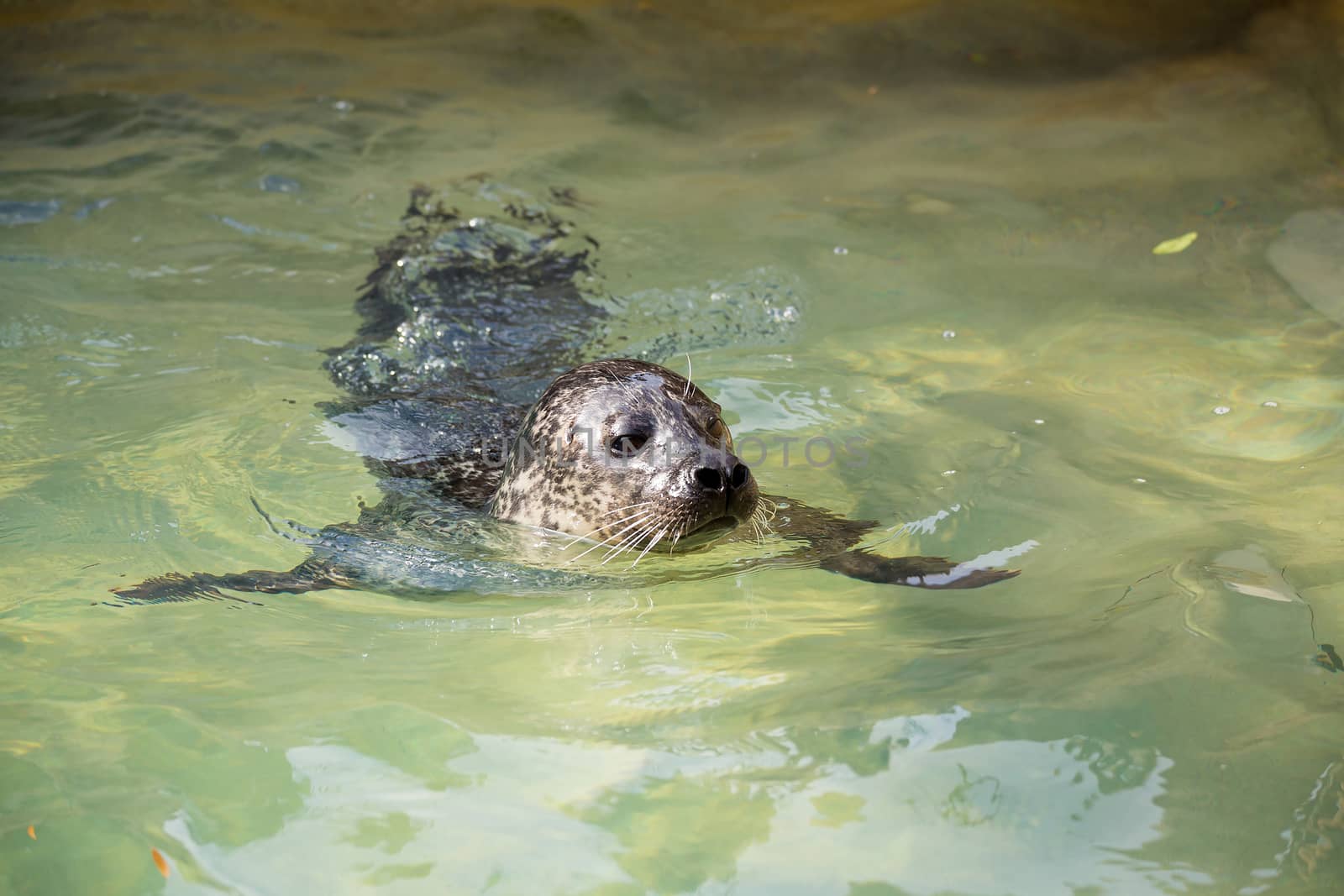portrait of young harbor seal in water, Phoca vitulina