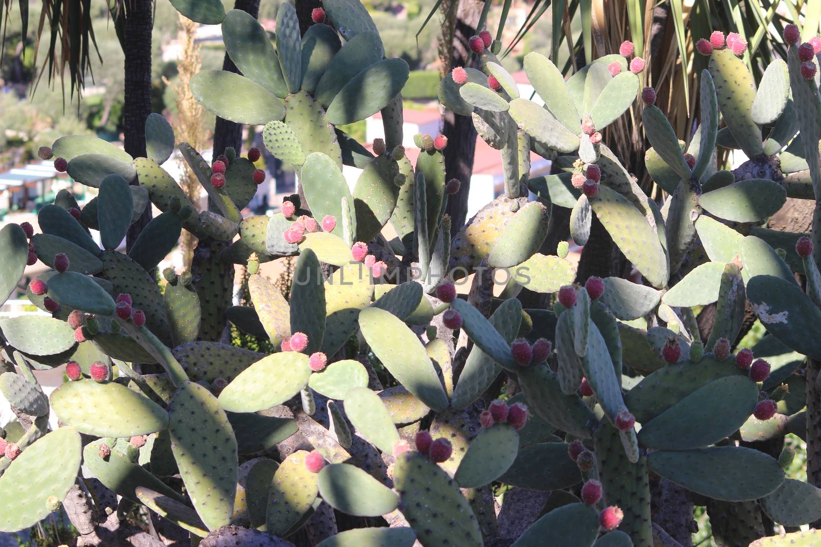 Prickly Pears on a cactus plant in Monaco