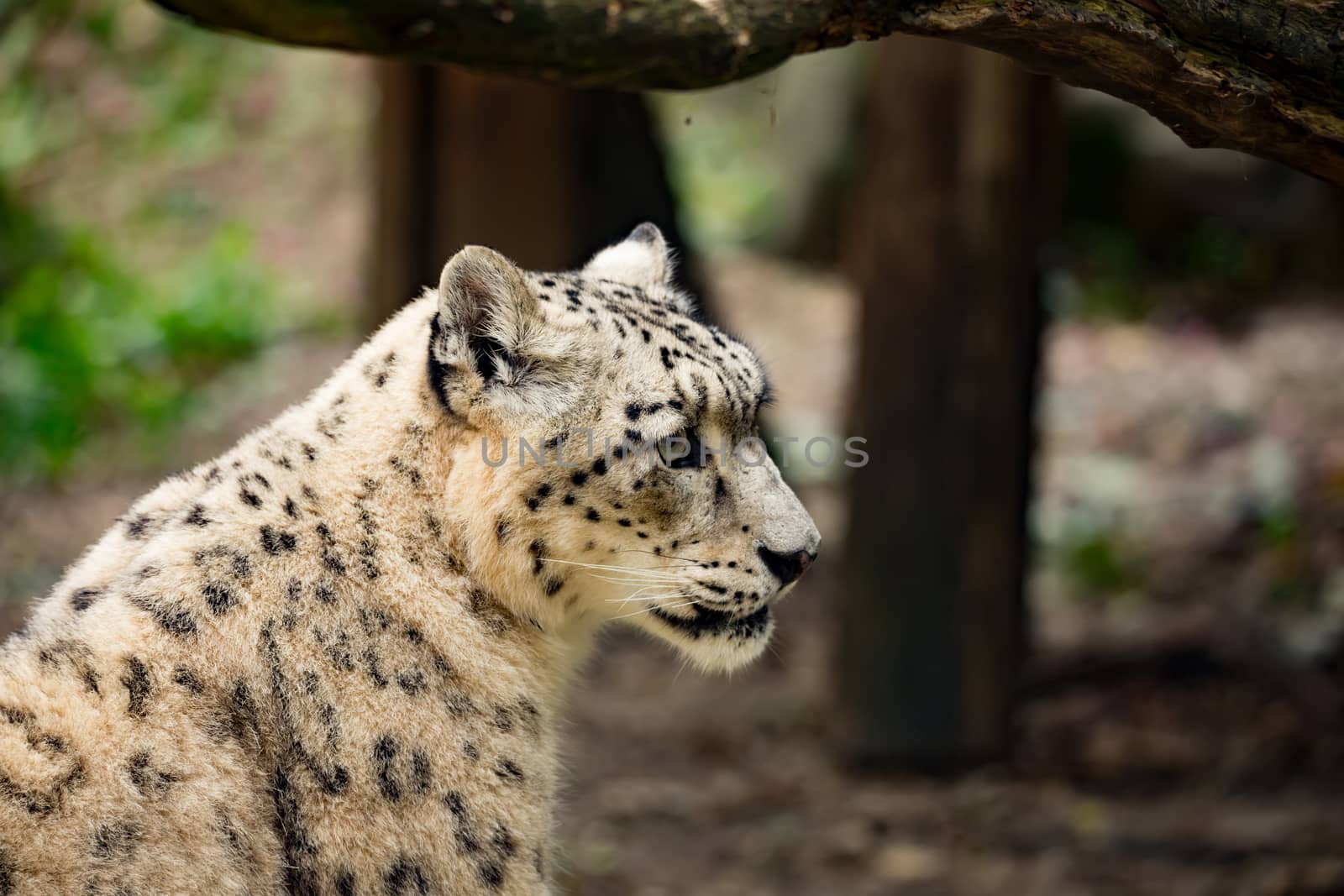side portrait of snow leopard, Uncia uncia with shallow focus