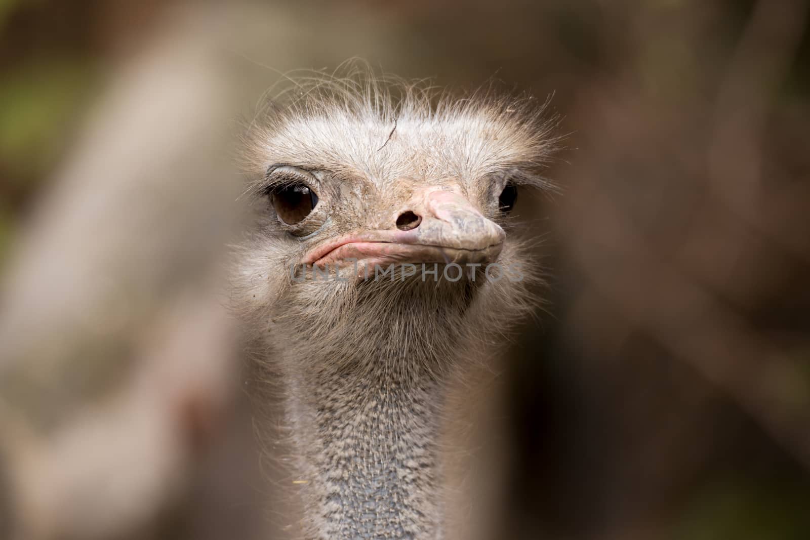 close up portrait of Australian Emu (Dromaius novaehollandiae) outdoor Ostrich, Struthio camelus in Kalahari, South Africa, true wildlife photography