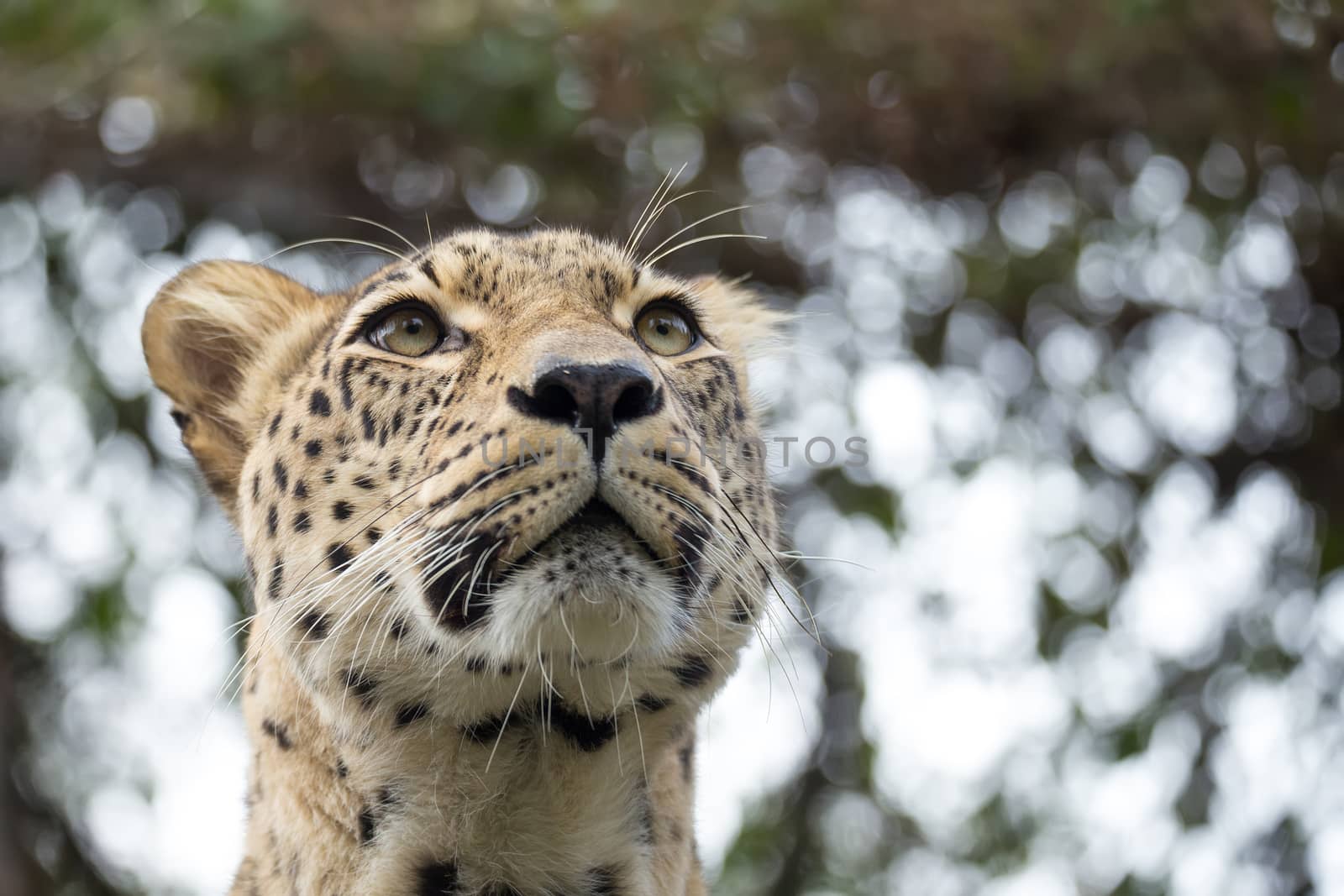 head shot of Persian leopard (Panthera pardus saxicolor), known as the Caucasian leopard