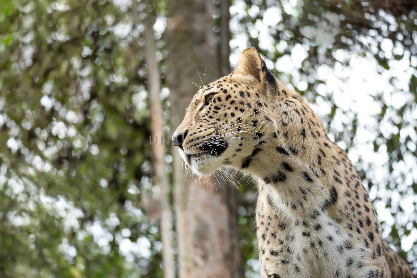 head shot of Persian leopard (Panthera pardus saxicolor), known as the Caucasian leopard