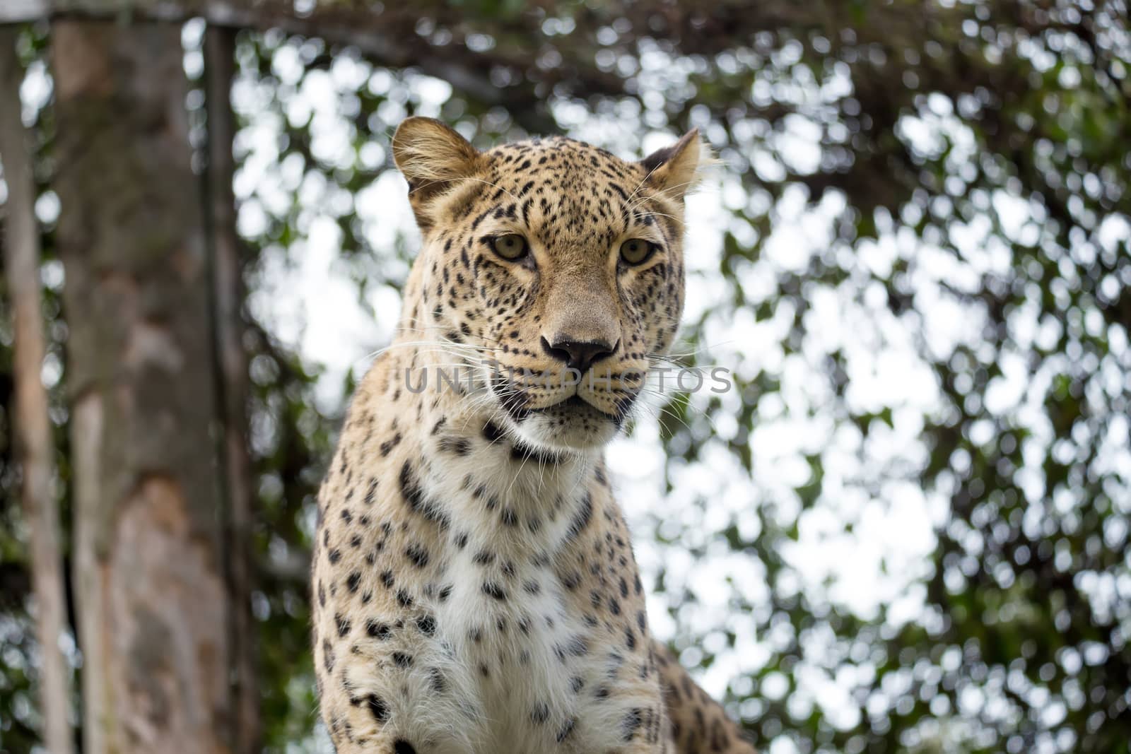 head shot of Persian leopard (Panthera pardus saxicolor), known as the Caucasian leopard