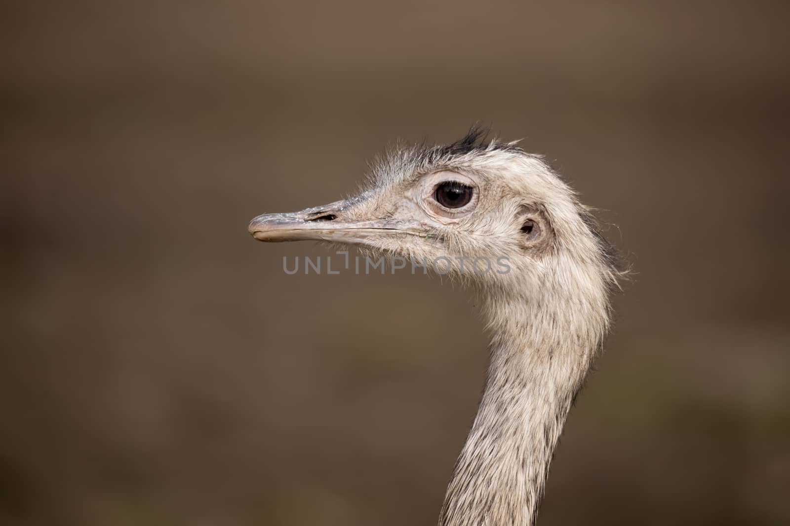 close up portrait of Australian Emu (Dromaius novaehollandiae) outdoor Ostrich, Struthio camelus in Kalahari, South Africa, true wildlife photography