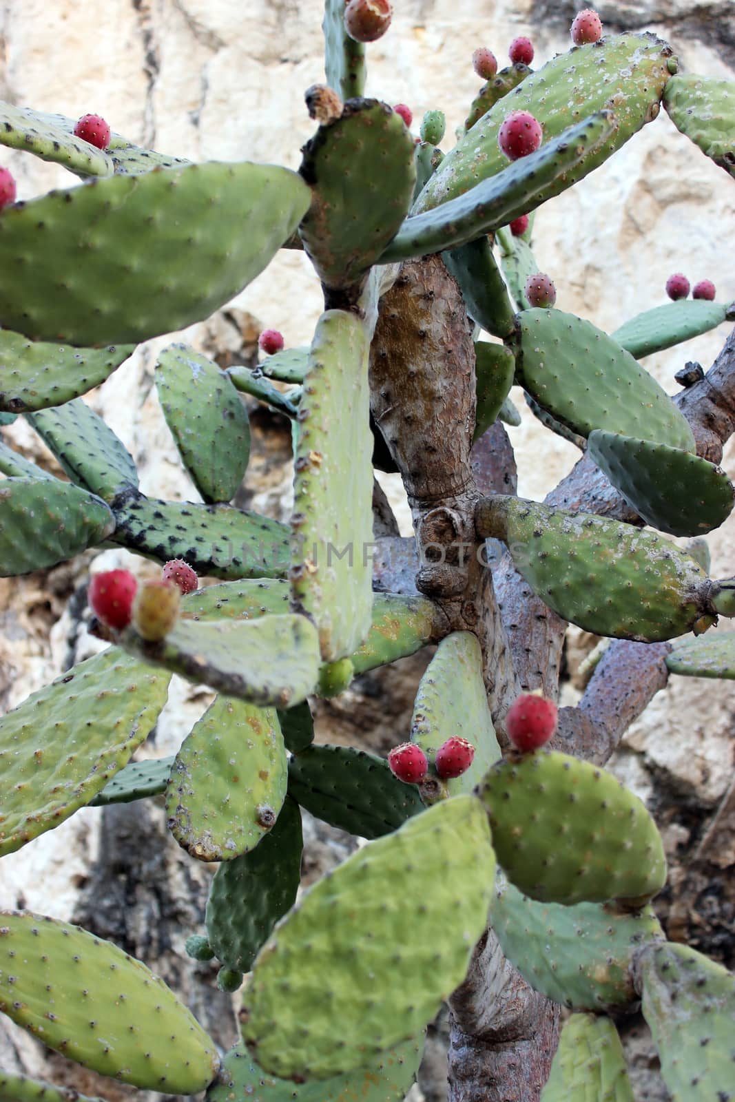 Prickly pear cactus with fruit in red color in Monaco