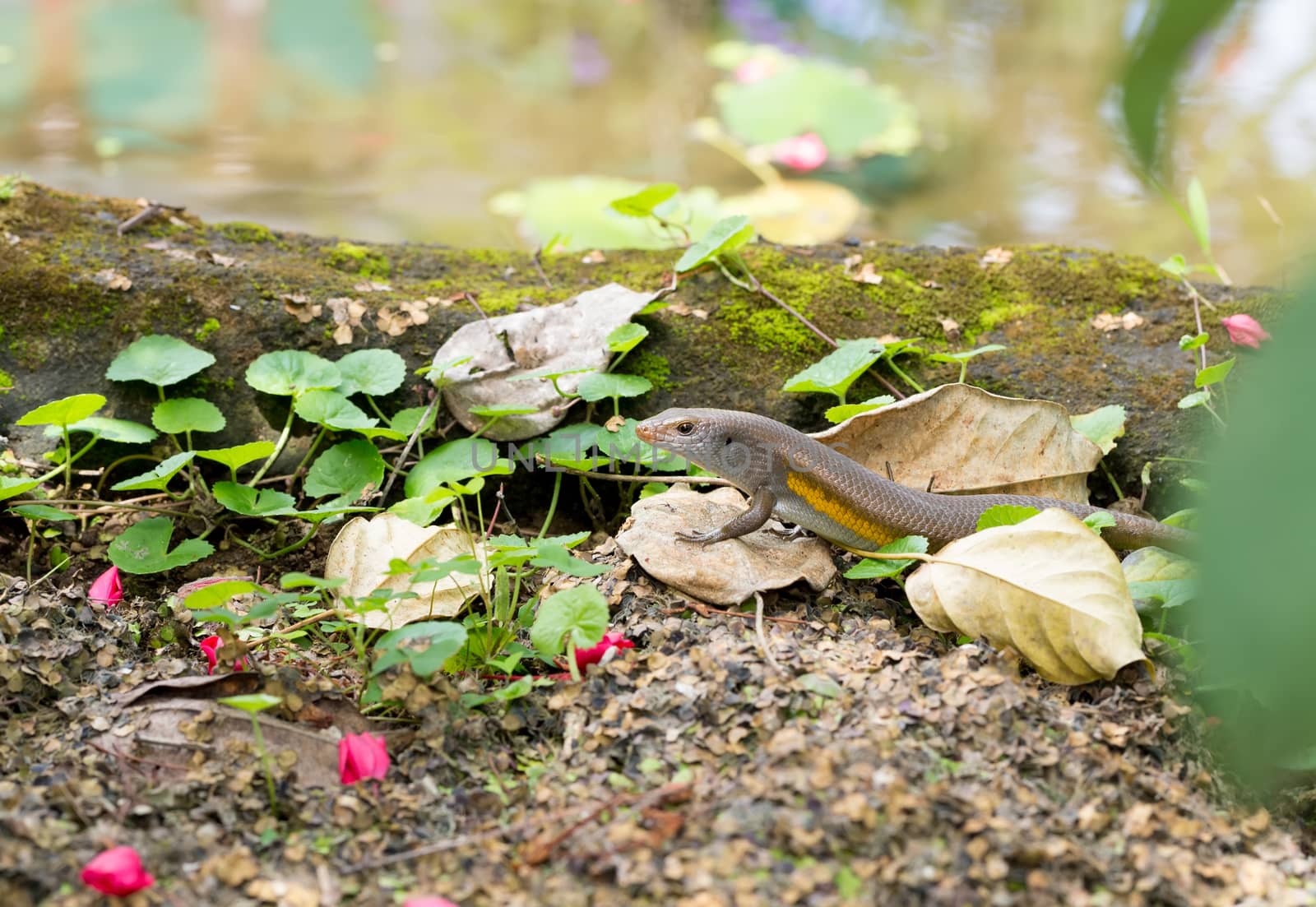 close up of Eutropis multifasciata balinensis (Bali Skink) outdoor, wildlife 
