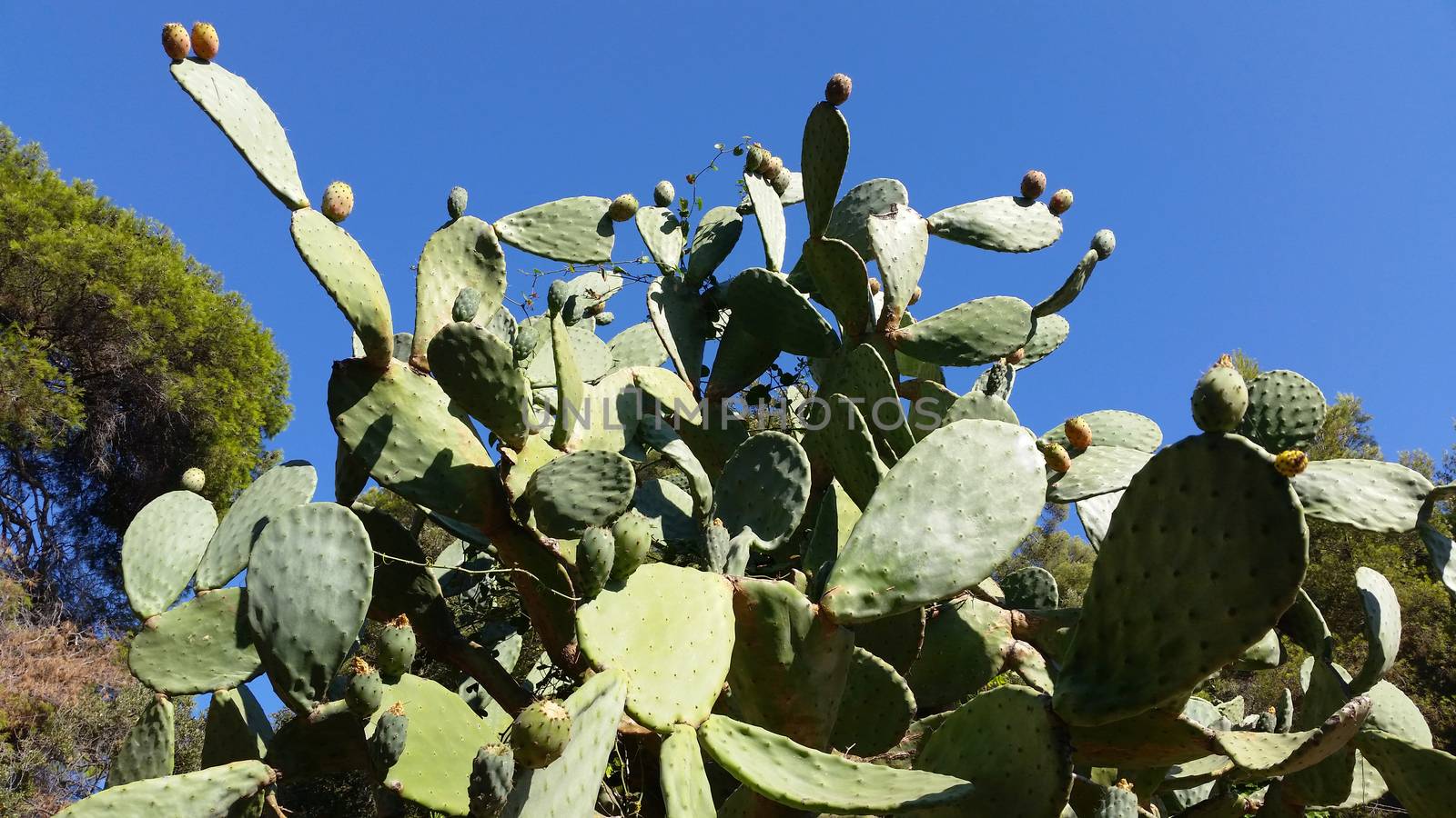 Prickly Pears cactus in Roquebrune-Cap-Martin, France