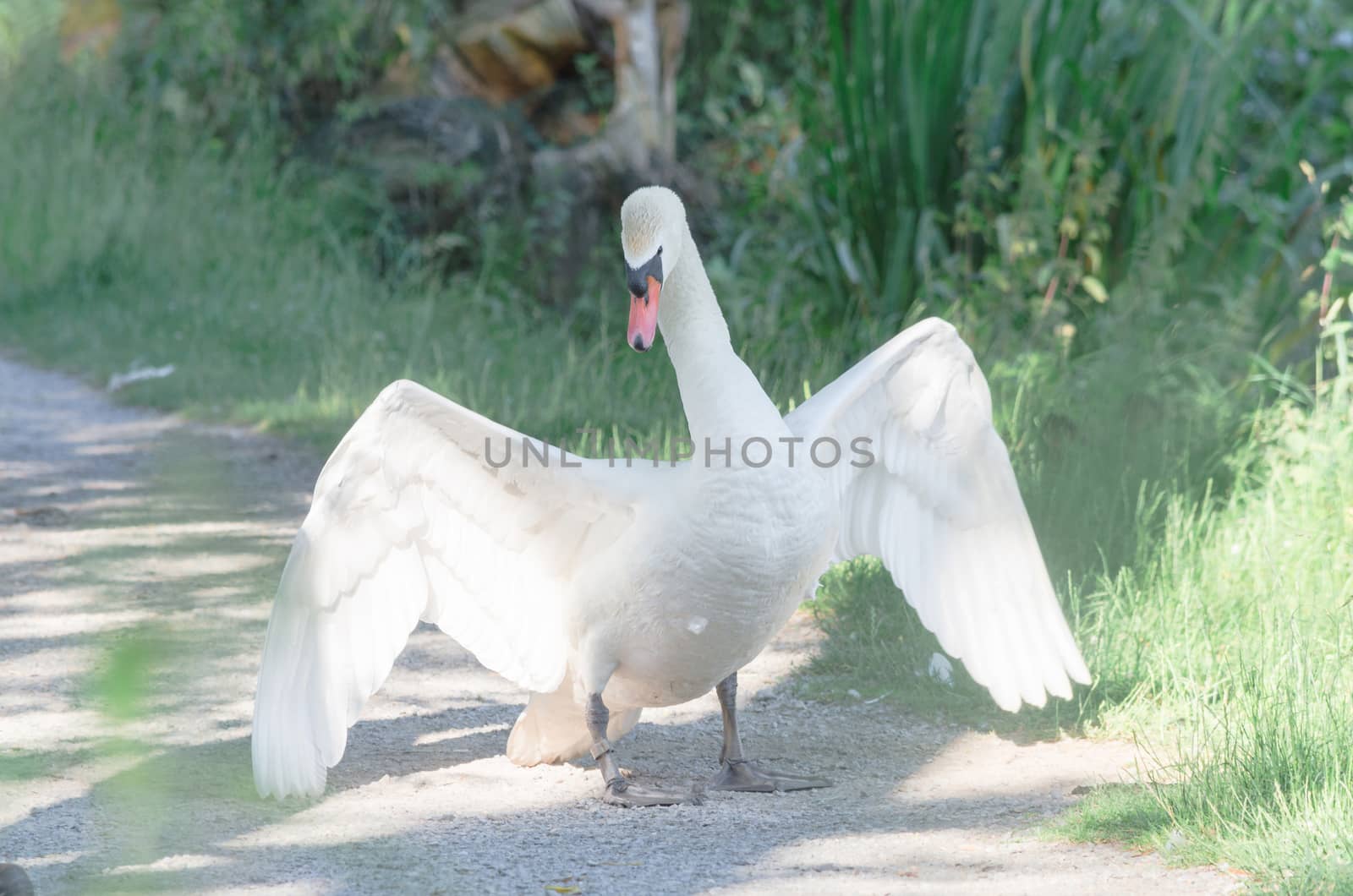 Combative Swan, in a threatening manner sleeps with wings.