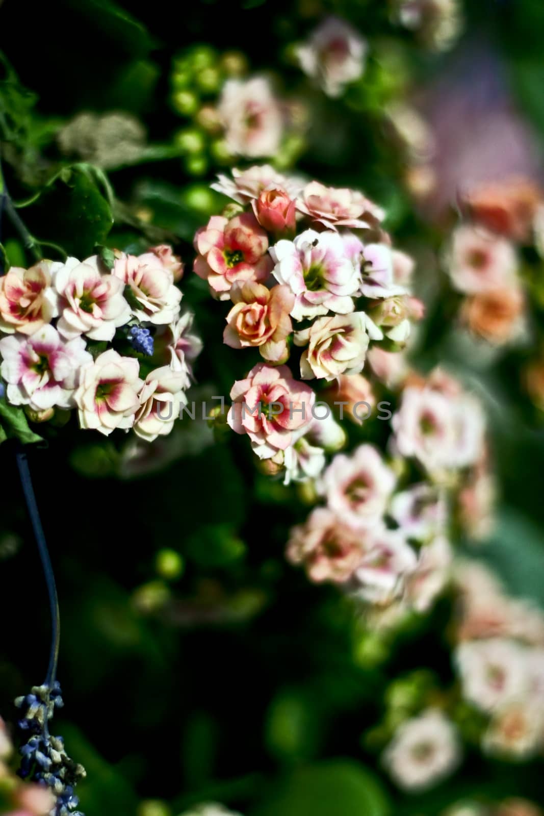 Flowers with leaves and blur background