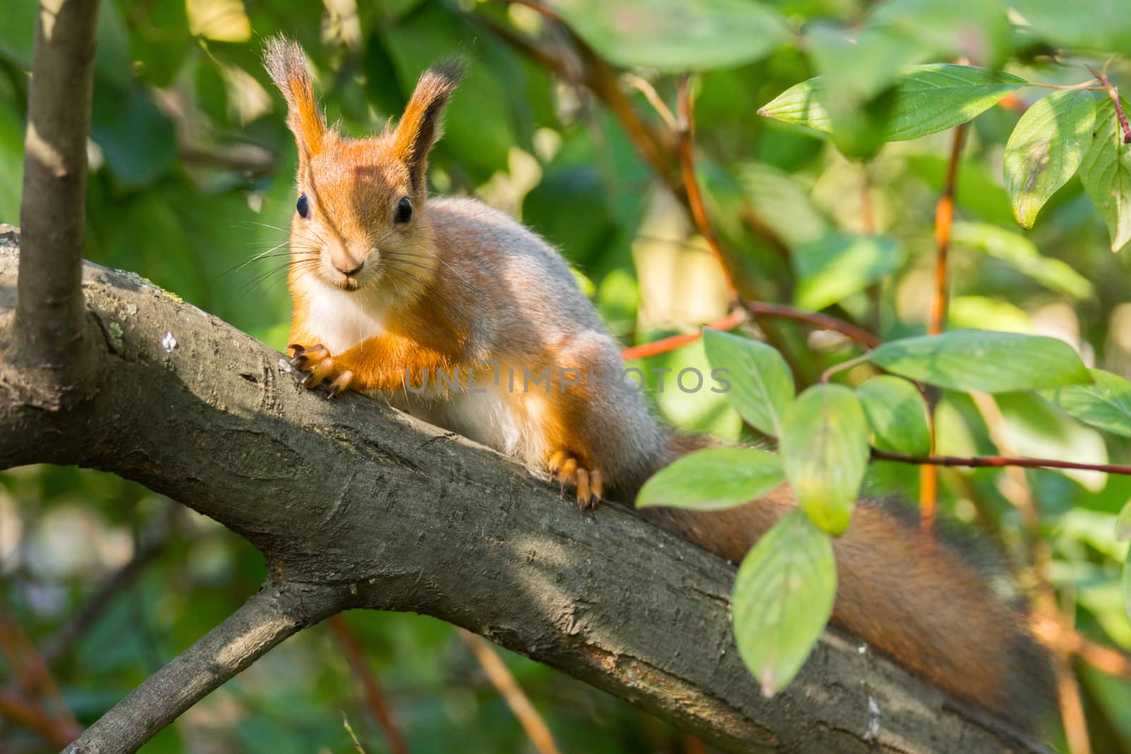 The photograph shows a squirrel on the tree