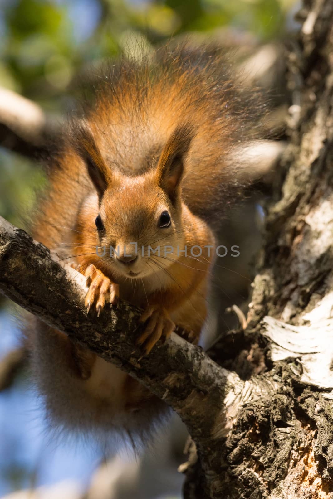 The photograph shows a squirrel on the tree