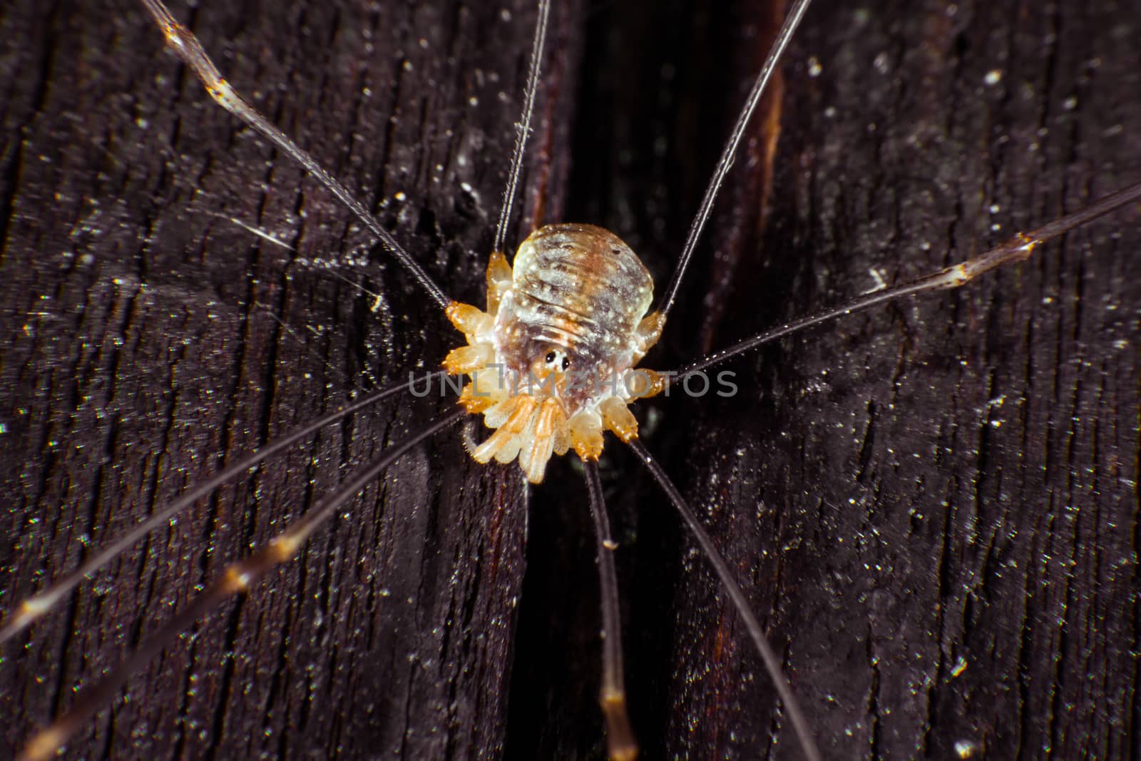 Opiliones have long legs